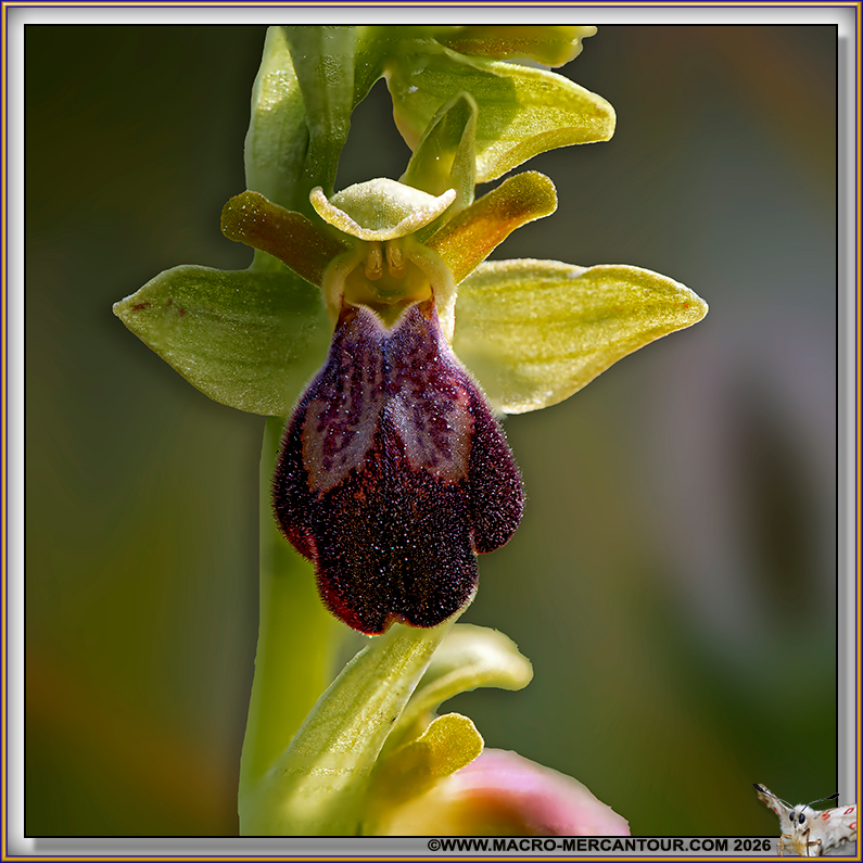 Ophrys brun